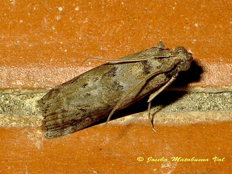 Pyralidae da id.: Apomyelois ceratoniae - Pyralidae  (Cfr)